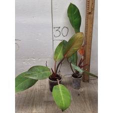 Philodendron Red Sun