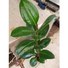 ficus elastica robusta L