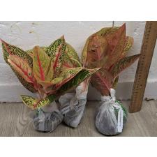 Аглаонема Легаси Красная. / Aglaonema Legacy - red A-108