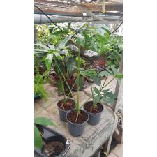 philodendron goeldii pot