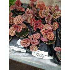 Peperomia quito 6 cm pot