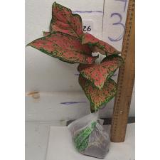Аглаонема Аньямани Красная / Aglaonema Anyamanee - Red A-13