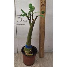 Adenium sp 8877