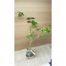 Psilanthus bengalensis 215 по 2500р