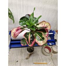 Codiaeum sp Siam Red 900p