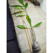 Ficus pseudopalma