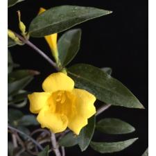 Gelsemium sempervirens 123