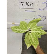 Аглаонема золотая ложка / Aglaonema Gold spoon A-105