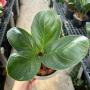 Anthurium jenmanii ( round leaves )