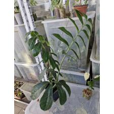 Zamioculcas Zamiifolia SP 900р квадратный черный горшок