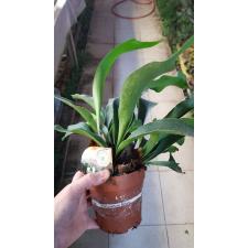 platycerium bifurcatum 12 cm pot