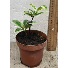 Иксора "Фрозен Стар" варегатная / Ixora 'Frozen Star' variegata