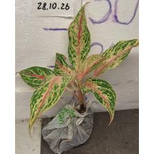 Аглаонема Квак Нам Чок. / Aglaonema Kwak Nam Chok A-118 