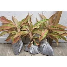 Аглаонема Барами Рунг. / Aglaonema Baramee Rung A-20
