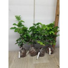 Murraya paniculata 'Himalayan' 180