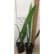 Сансевиерия зеленая / sansevieria green pot