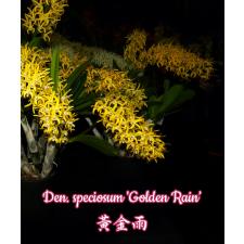 Den. speciosum 'Golden Rain' 2,5"