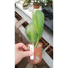 Sansevieria masoniana Two Tone (T01) 728