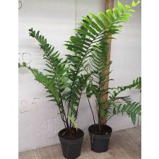 Нефролепис бисеррата 'Гиганский лист'. Перу черная / Nephrolepis biserrata 'giant leaf'. Peru black (M)