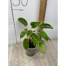 Aglaonema Fine green line A-135