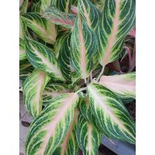 Aglaonema Panama - Pink peach A-95