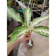 Aglaonema Sub Panya 69