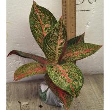 Аглаонема Тайра. / Aglaonema Taira A-117