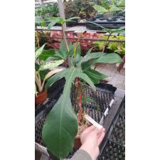 Philodendron squamiferum (red petiole 522