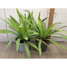 Асплениум / Asplenium