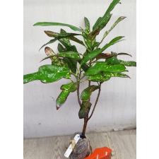 Codiaeum Tri Aswin 122