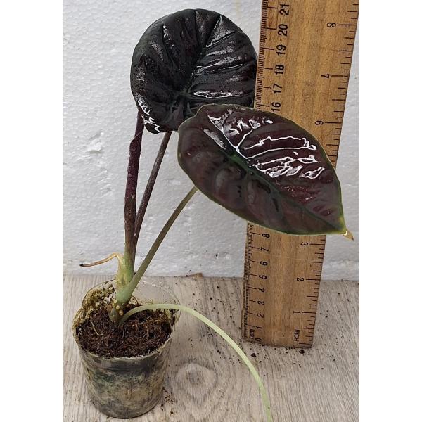 Алоказия Ред Секрет / Alocasia Red Secret