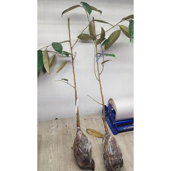 Дуриан цибетиновый "Ганяо" (Фруктовое дерево) / Durio zibethinus 'Ganyao' (fruit tree)