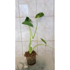 Colocasia gigantea (Leucocasia gigantea)(white variegated) L 130