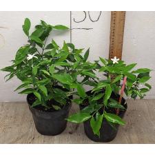 Копсия сп.(Т02)(Белый цветок) / Kopsia sp.(T02)(white flower)