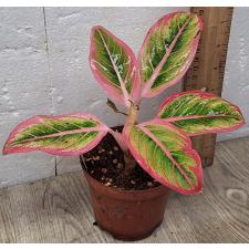 Аглаонема Лотус Делайт / Aglaonema Lotus Delight A-153