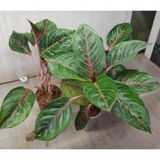 Aglaonema Sombat Siam green A-43