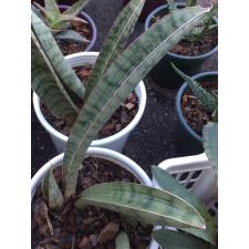 Sansevieria hallii Silver Bat (2-3 leaves) 662