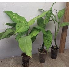 Диффенбахия сп. Трехцветный / Dieffenbachia sp Tricolor