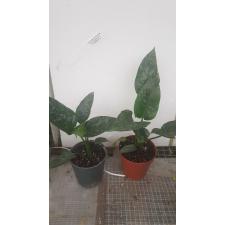 Schismatoglottis sp motleyana p1 pot