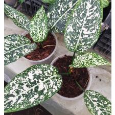 Aglaonema world heritage A-111 pot