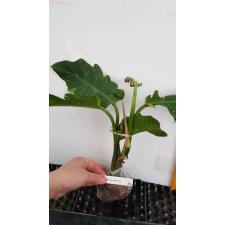 Philodendron 'Ring of Fire' 1500p