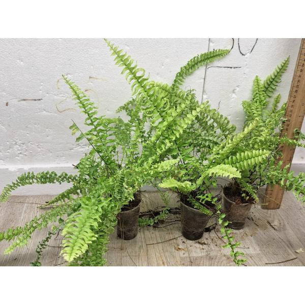 Нефролепис эксалтата 'Скрученный лист' / Nephrolepis exaltata 'Spiral leaf' (S)