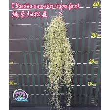 Тилландсия уснеевидная (супер тонкая) / Tillandsia usneoides (super fine)