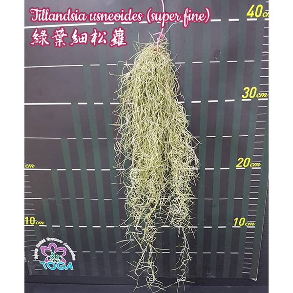 Тилландсия уснеевидная (супер тонкая) / Tillandsia usneoides (super fine)