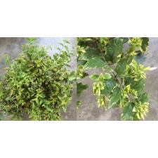 Jasminum multiflorum (white margin) 