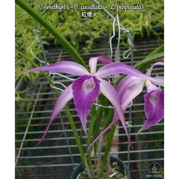 Блк. Аметист (Кукулата х Л. пурпурата) / Blc. Amethyst (cucullata x L. purpurata)