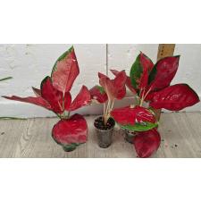 Аглаонема Суксом Японг / Aglaonema Suksom Jaipong A-85