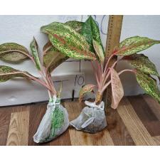 Аглаонема 20 Карат. / Aglaonema 20 Karat A-2