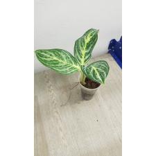Aglaonema Sethee Permsub стакан уценка s 800p