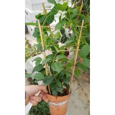 Mandevilla Sun. Rio White 10 cm pot